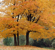 Trees with leaves in fall color
